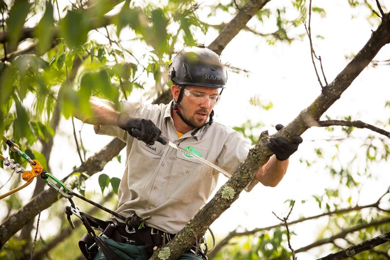Tree Trimming Service